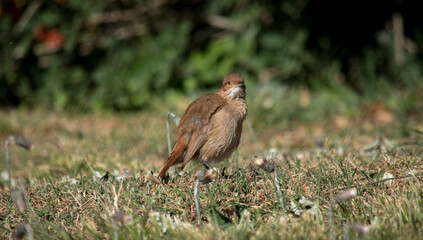 retrato de un hornero común en el parque. Furnarius Rufus 
