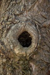hueco en el tronco de un &aacute;rbol