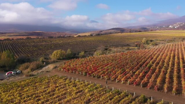 Hills of South America Vineyard and Winery. Beautiful fall vineyards landscape with bright colors. Aerial drone view video