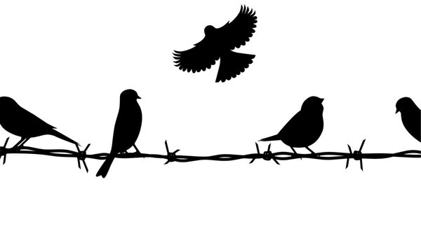 Vector silhouette of a group of birds on barbed wire. Isolated on a white background. Great for posters about birds