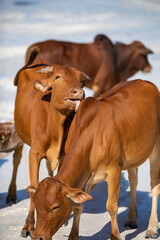 cows play on the beach near the water