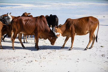 cows play on the beach near the water