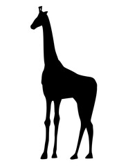 african giraffe animal silhouette