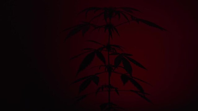Cannabis in smoke with the illumination of police lights