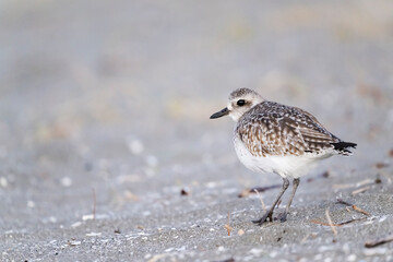 ダイゼン冬羽 (Grey plover)