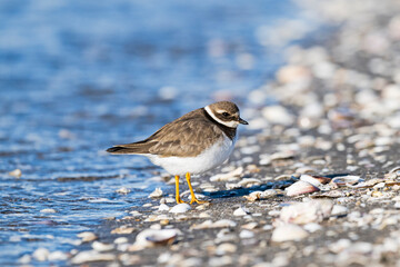 ハジロコチドリ (Ringed Plover)