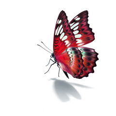 Fototapeta na wymiar Beautiful red butterfly