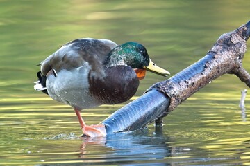 MAllard duck on a fallen branch scratches itself.