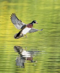 Wood duck coming in for a landing.