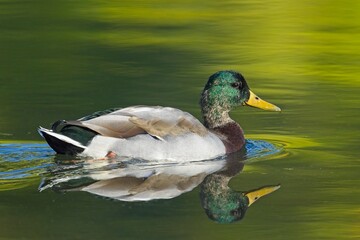 Male mallard duck casts a reflection in a pond.