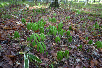 ユニークな形をした葉を持つヤブレガサ