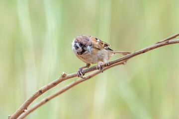 The Sparrow on field in nature