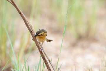 The Baya Weaver on field in nature