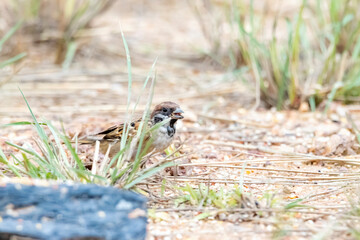 The Sparrow on field in nature