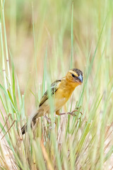 The Baya Weaver on field in nature