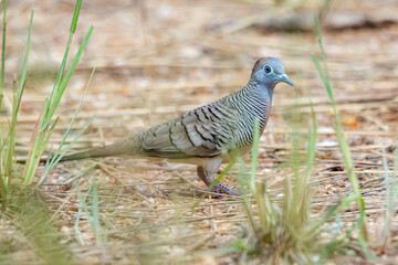 A zebra dove on field in nature