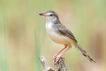 The Plain Prinia on field in nature