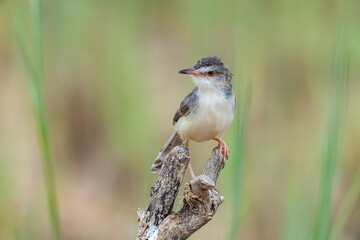 The Plain Prinia on field in nature