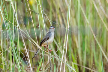 The Plain Prinia on field in nature