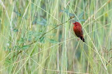 The red avadavat on field in nature
