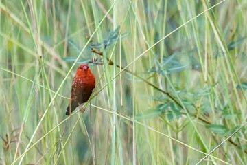 The red avadavat on field in nature