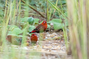 The red avadavat on field in nature