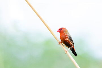 The red avadavat on field in nature