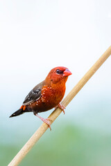 The red avadavat on field in nature