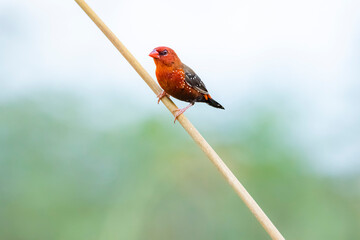 The red avadavat on field in nature
