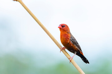 The red avadavat on field in nature