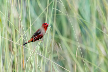 The red avadavat on field in nature