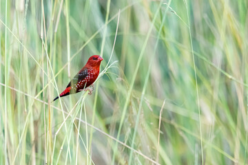 The red avadavat on field in nature