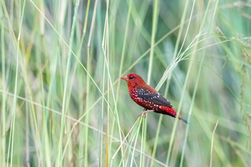 The red avadavat on field in nature