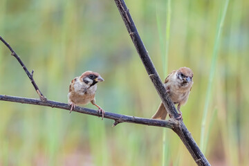 The Sparrow on field in nature