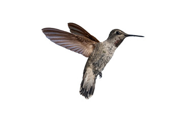 Anna's Hummingbird (Calypte Anna) Photo, in Flight on a Transparent Background - 538765957