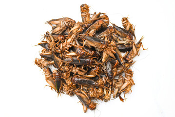 cricket insect isolated on white background, cricket insect related to the grasshoppers for food in Asian