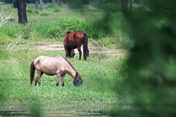 two horses grazing in a meadow