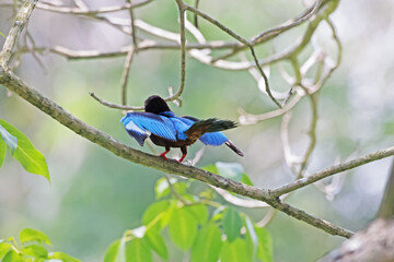 A kingfisher on a branch in nature