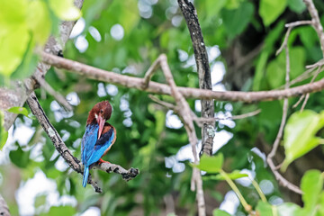 A kingfisher on a branch in nature
