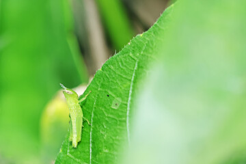 A grasshopper on leaf