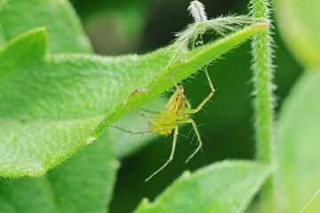 A link spider on leaf