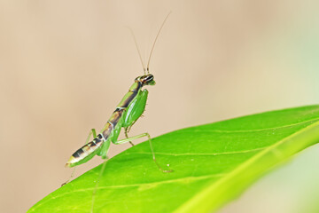 A grasshopper on leaf