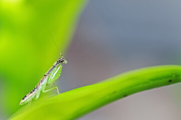 A grasshopper on leaf