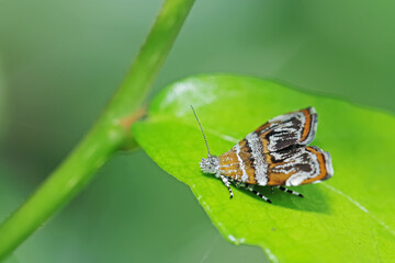 bug on leaf