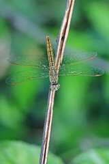 A dragonfly on a branch