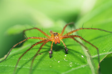 A  link spider on green leaf