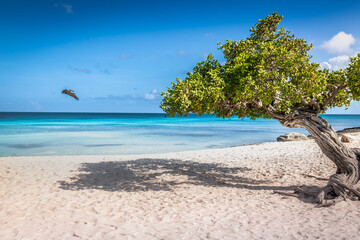 Eagle beach with divi divi tree on Aruba island, Dutch Antilles