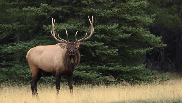 Bull Elk Bugling During the Rut Video Clip 