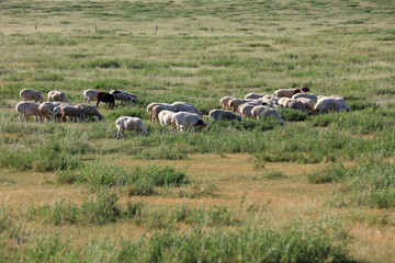 Fototapeta premium A flock of sheep are eating grass on the grassland