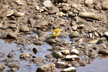 河原のカワラヒワ